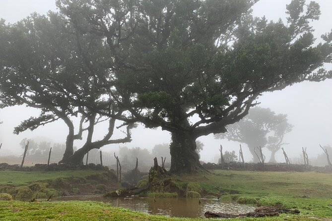 The Untraveled West Tour - Fanal Forest and the road to Paul da Serra