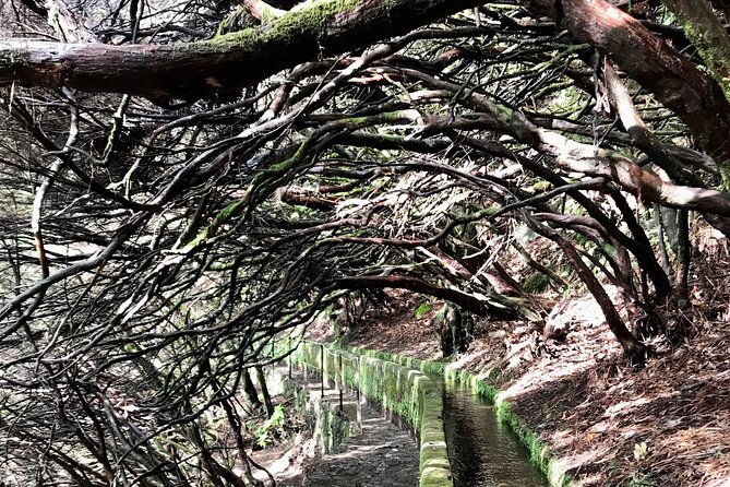 Twenty-Five Fountains Levada walks (private) - Who will enjoy this walk most