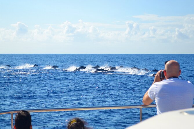 VipDolphins Luxury Whale Watching - Views From the Water