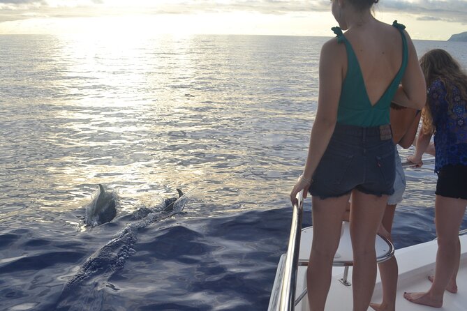 VipDolphins Luxury Whale Watching - Practical Details Before You Book