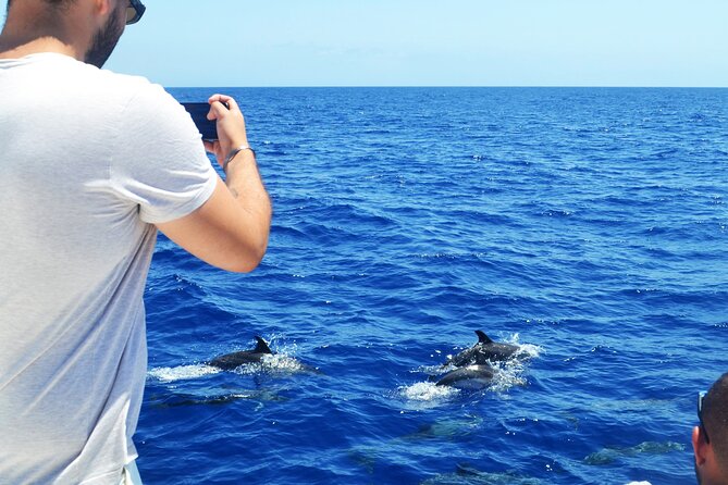 VipDolphins Luxury Whale Watching - Should You Book VipDolphins?