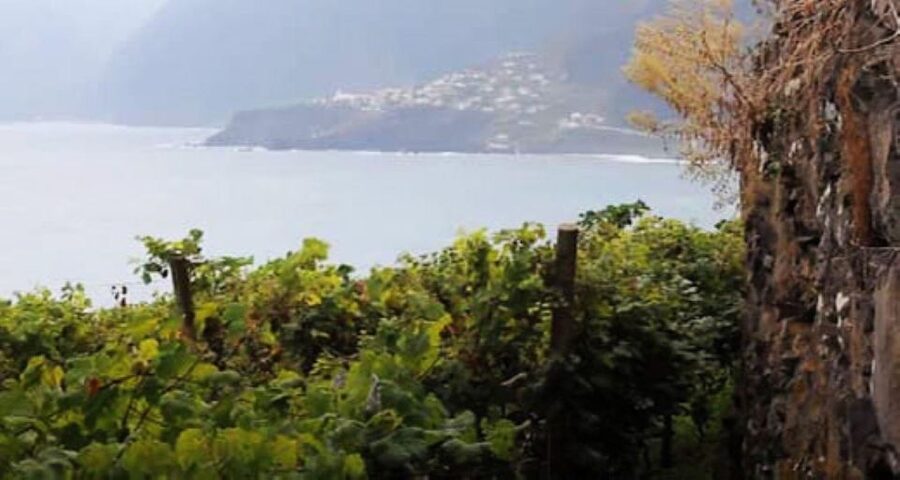 Visiting local Vineyard With Wine Tasting & Lunch included - Key points at a glance