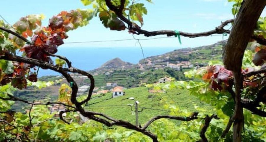 Visiting local Vineyard With Wine Tasting & Lunch included - A full day built around Madeira wine