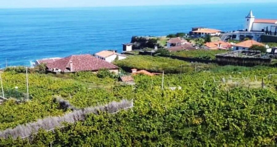 Visiting local Vineyard With Wine Tasting & Lunch included - Câmara de Lobos and the first scenic drive