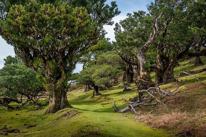 Walk - Levada of Alecrim - Key points to know before booking
