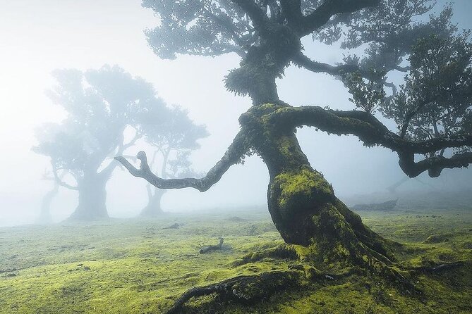 Walk - Levada of Alecrim - Entering Madeira’s Laurissilva forest