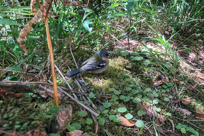 Walk with a local - Fanal Forest and Madeira’s ancient laurel trees