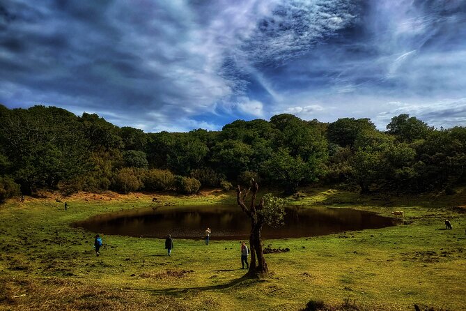 West Madeira Island Guided Tour & Fanal Mystic Forest - Fanal Forest, where weather makes the mood