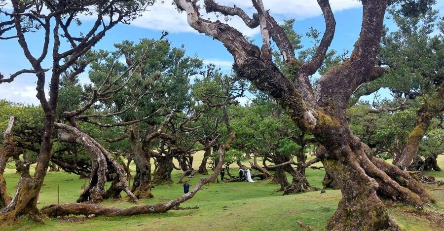 West Madeira:, Laurel Forest, Waterfall, Rock Pools, Walk - Why this tour works for seeing western Madeira
