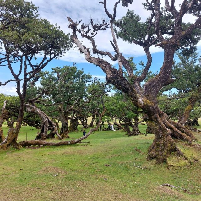 West Madeira:, Laurel Forest, Waterfall, Rock Pools, Walk - Cabo Girão and the €2 glass platform
