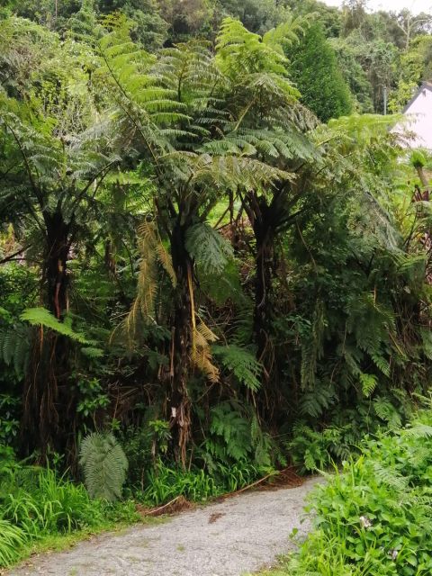 West Madeira:, Laurel Forest, Waterfall, Rock Pools, Walk - Fanal Forest is the day’s quiet surprise