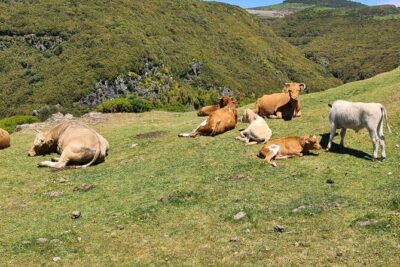 West of Madeira Private Half-Day Tour