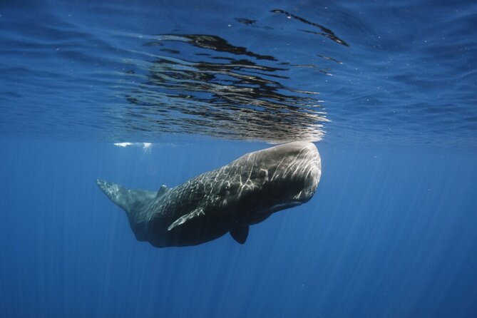 Whale and Dolphin Watching Tour from Funchal - What the 2.5-Hour Trip Feels Like