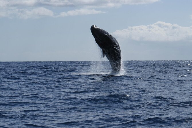 Whale and Dolphin Watching Tour from Funchal - Snorkeling and the Question of Swimming