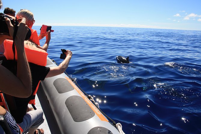 Whale and Dolphin Watching Tour from Funchal - Dolphins, Whales, and Turtles in Madeira’s Waters