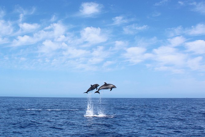 Whale and Dolphin Watching Tour in Madeira - Key points before you book