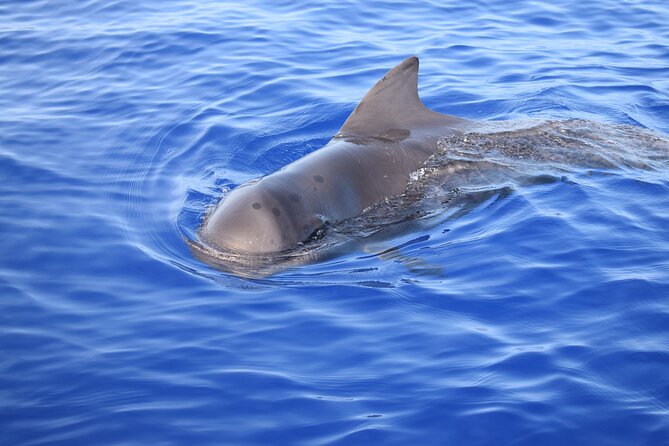 Whale and Dolphin Watching Tour in Madeira - Swimming and snorkeling in clear southwest waters
