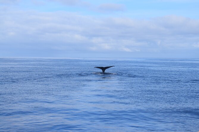 Whale and Dolphin Watching Tour in Madeira - A closer look at the crew and service