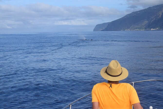 Whale and Dolphin Watching Tour in Madeira - Choosing the right departure time