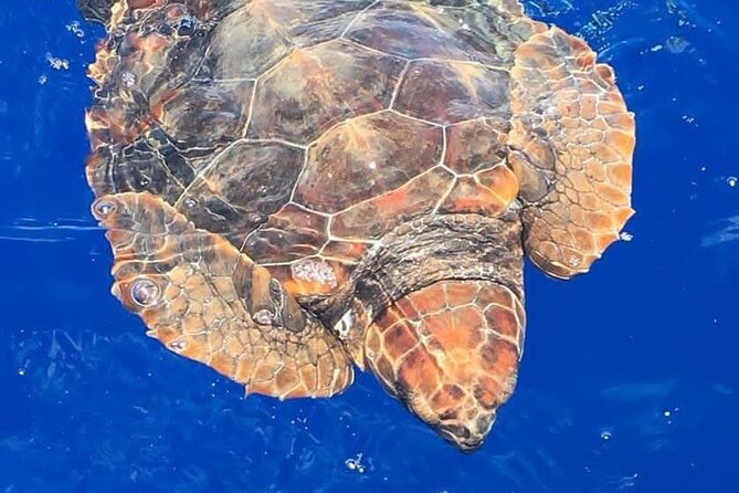 Whale & Dolphin Watching in Madeira - Key points to know before you book