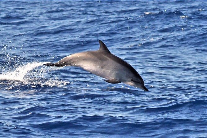 Whale & Dolphin Watching in Madeira - Setting out from Caniçal for the Atlantic