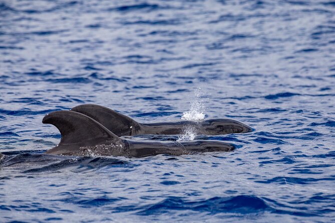 Whale & Dolphin Watching in Madeira - What the guides add to the boat ride