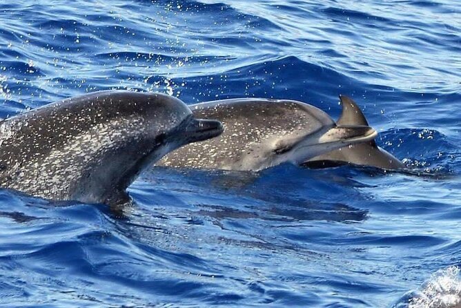 Whale & Dolphin Watching in Madeira - Is $59.89 a fair price?