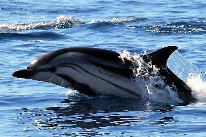 Whale & Dolphin Watching in Madeira - Booking, weather, and cancellation details