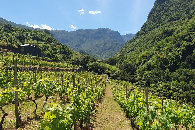 Wine Tasting Experience in Boaventura, Madeira North Coast - Tasting the two Terra Bona wines